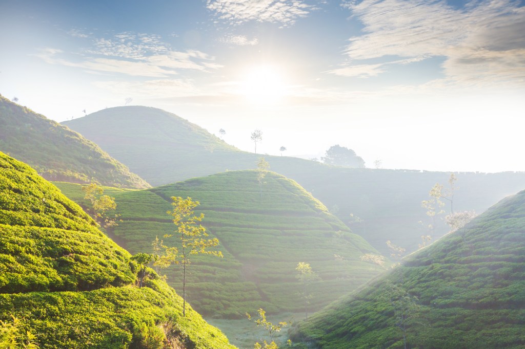 Raghunth & Co | Teas, Spices, Nuts, Dry Fruits